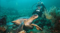 /album/fotogaleria/buceo-galapagos-jpg/